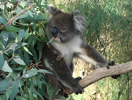 Der Südosten Australiens - von Adelaide über Tasmanien nach Brisbane
